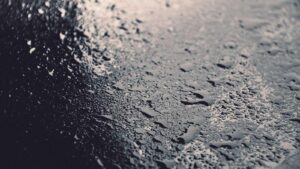 Looking up into canopy of Quinault Rain Forest with ancient Sitka spruce