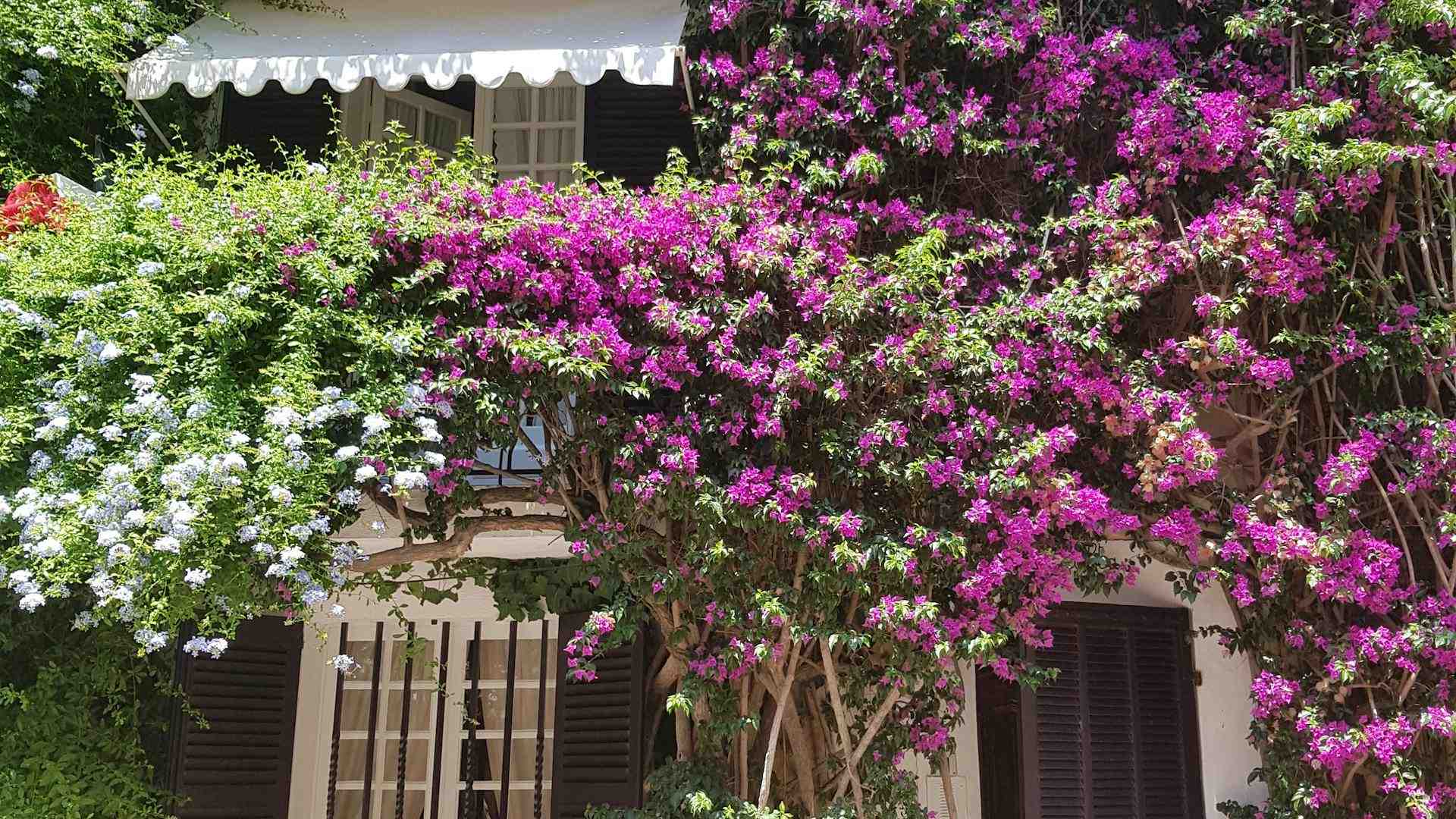 Travel apps and digital tools on smartphone for planning solo adventures