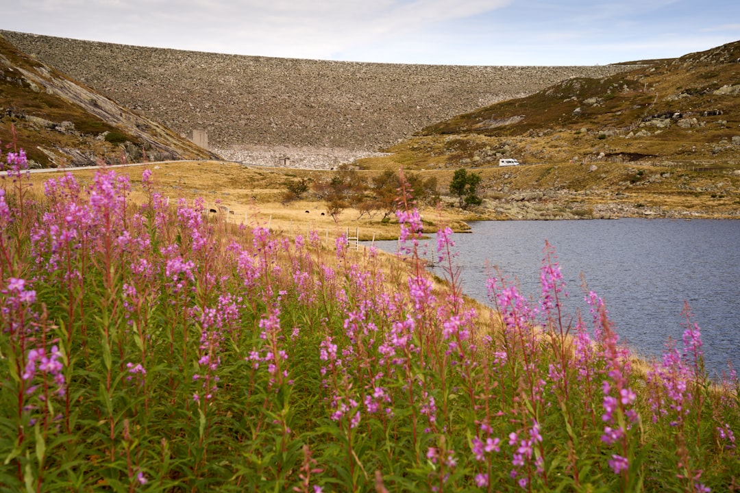 California Poppies at Antelope Valley