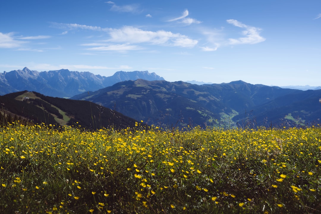 Texas Bluebonnets and Indian Paintbrush
