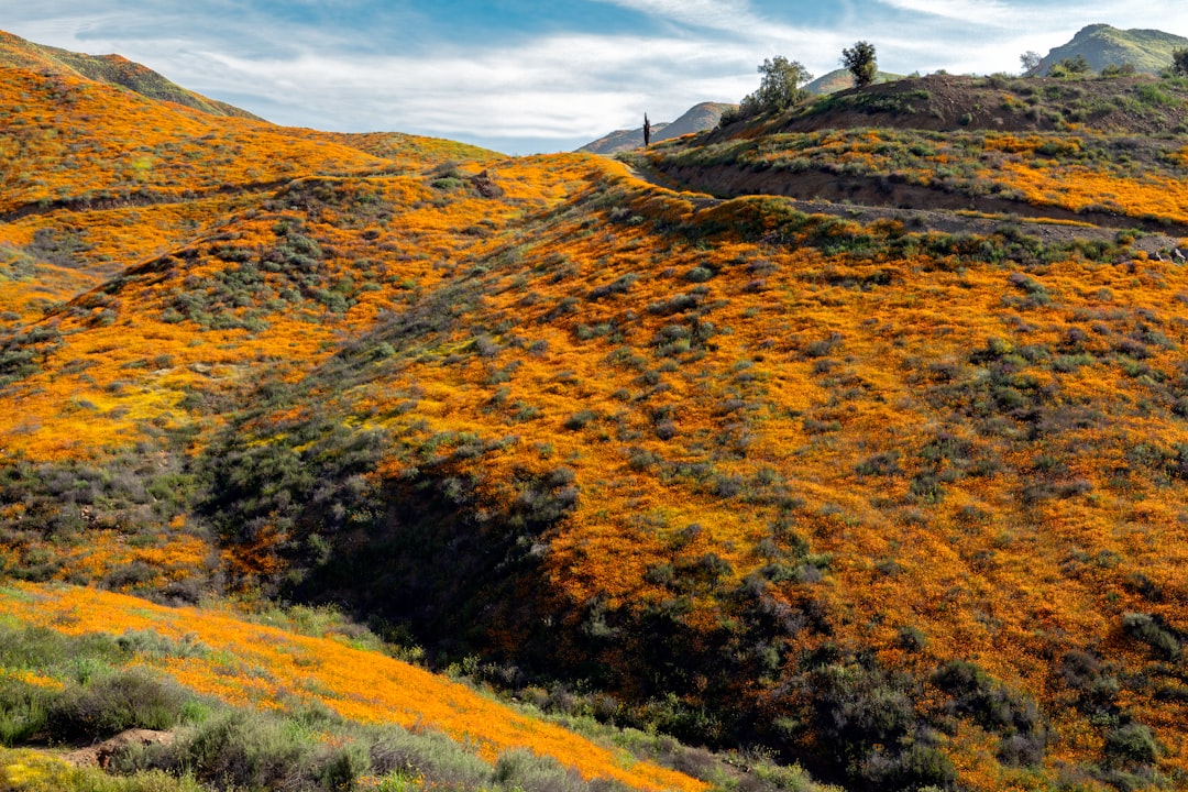 Vibrant orange poppy-covered hills