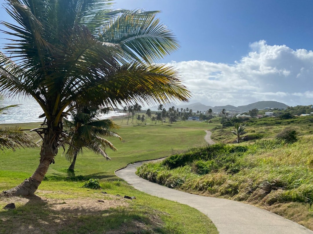 Palm trees lining beach walking path