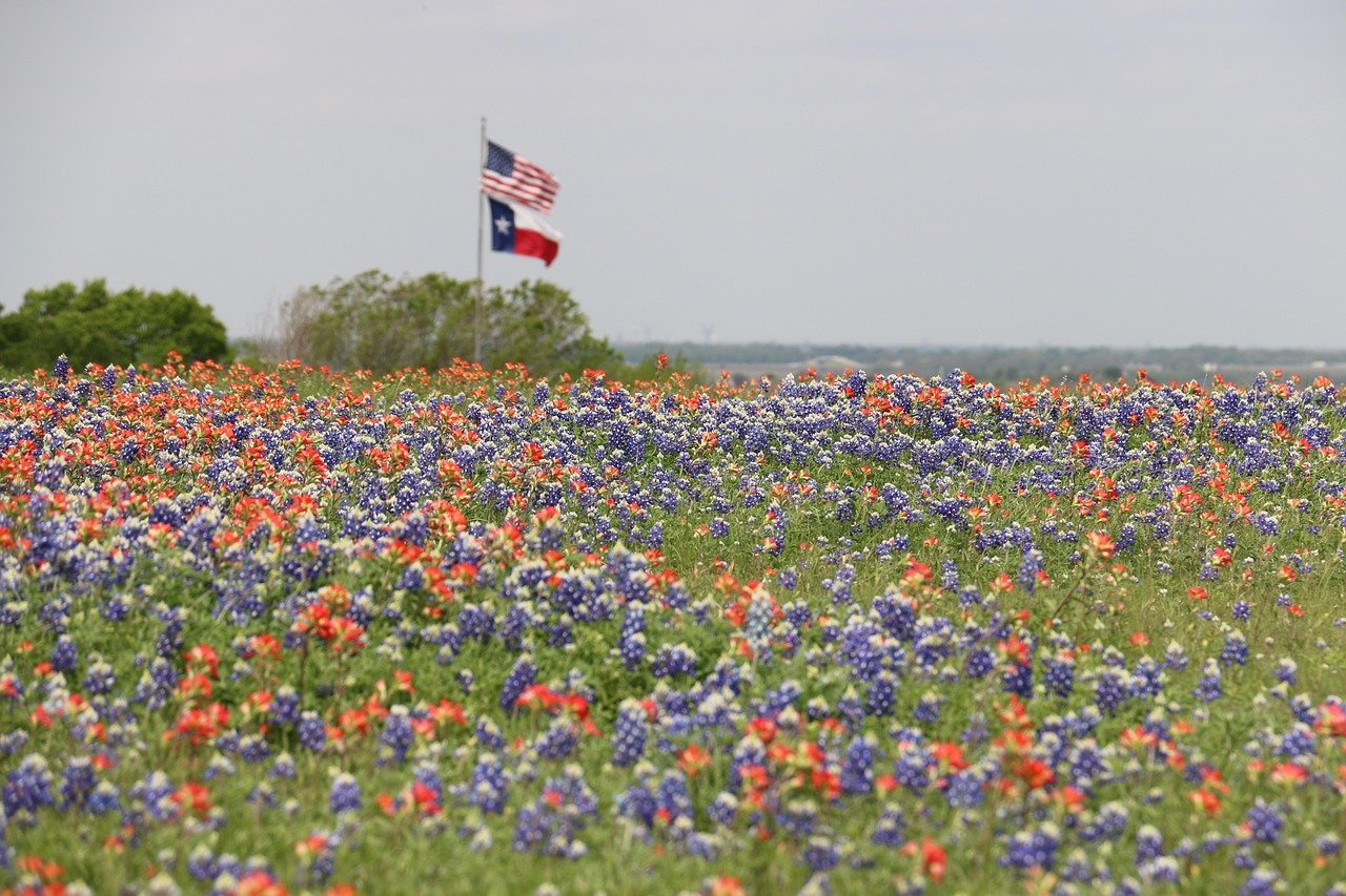 Texas bluebonnet field in full bloom