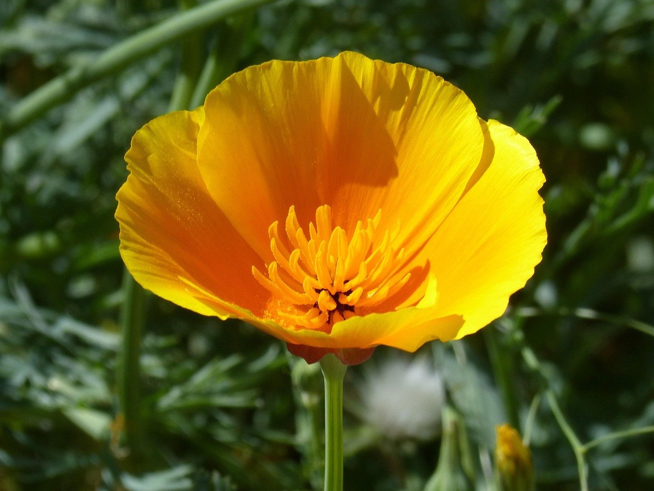 California poppy orange flowers