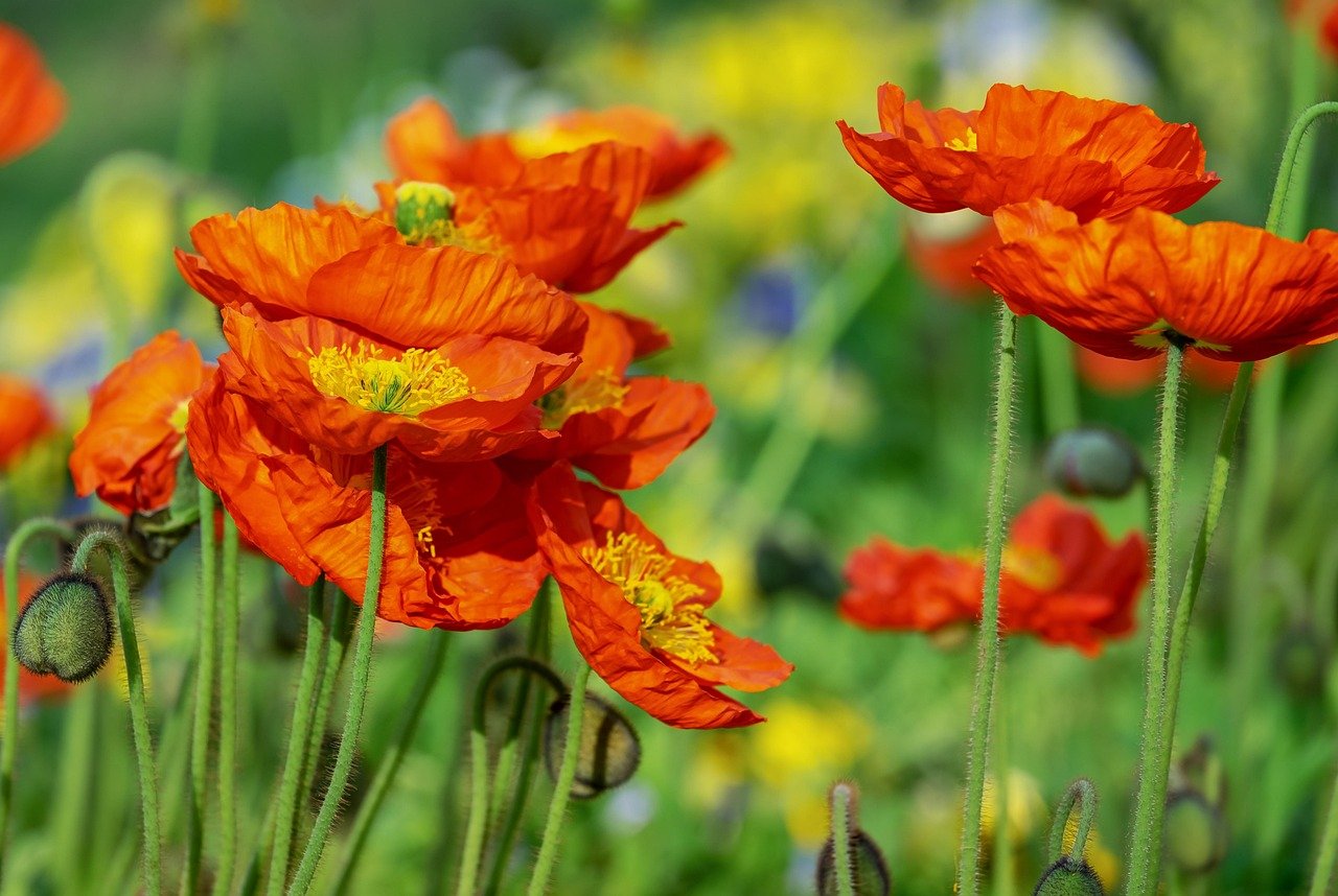 Spectacular desert superbloom showing dense carpets of orange California poppies covering rolling hills against blue sky