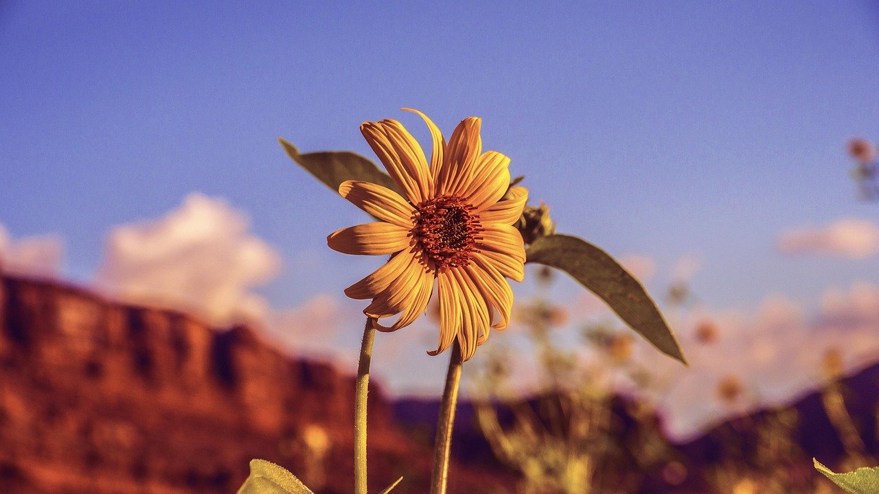 Desert wildflowers orange bloom