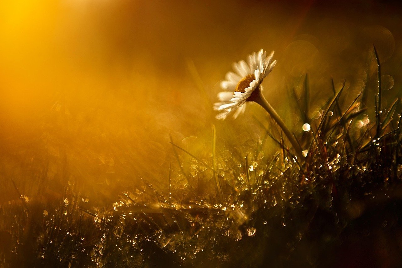 Photographer with camera gear on tripod capturing wildflower landscape at golden hour with orange poppy fields