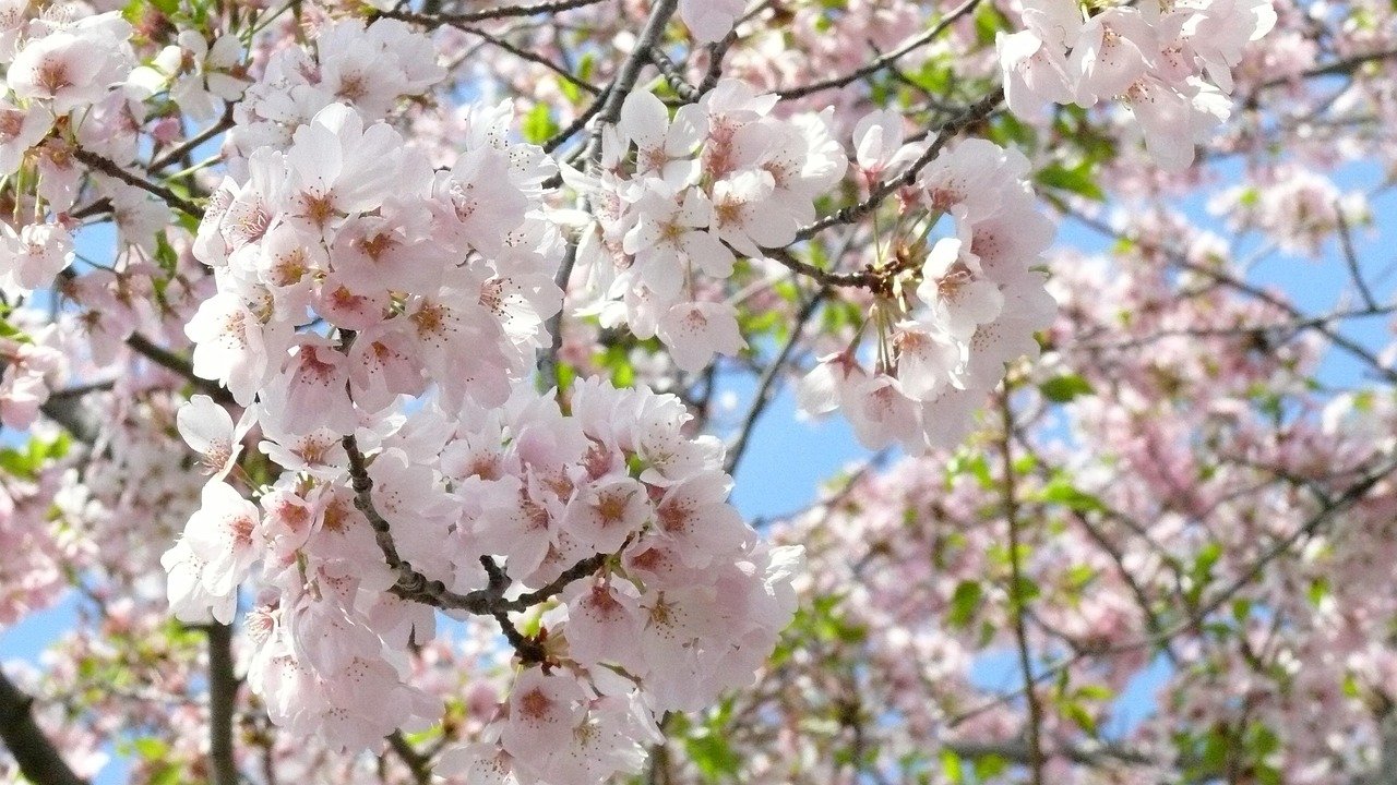 Washington DC city skyline with cherry blossoms