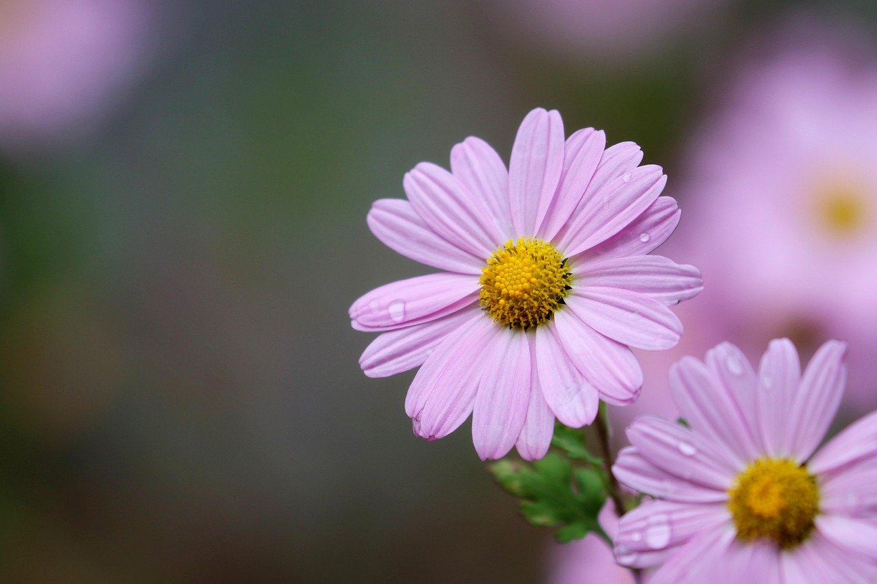 Desert wildflowers in purple and orange blooming