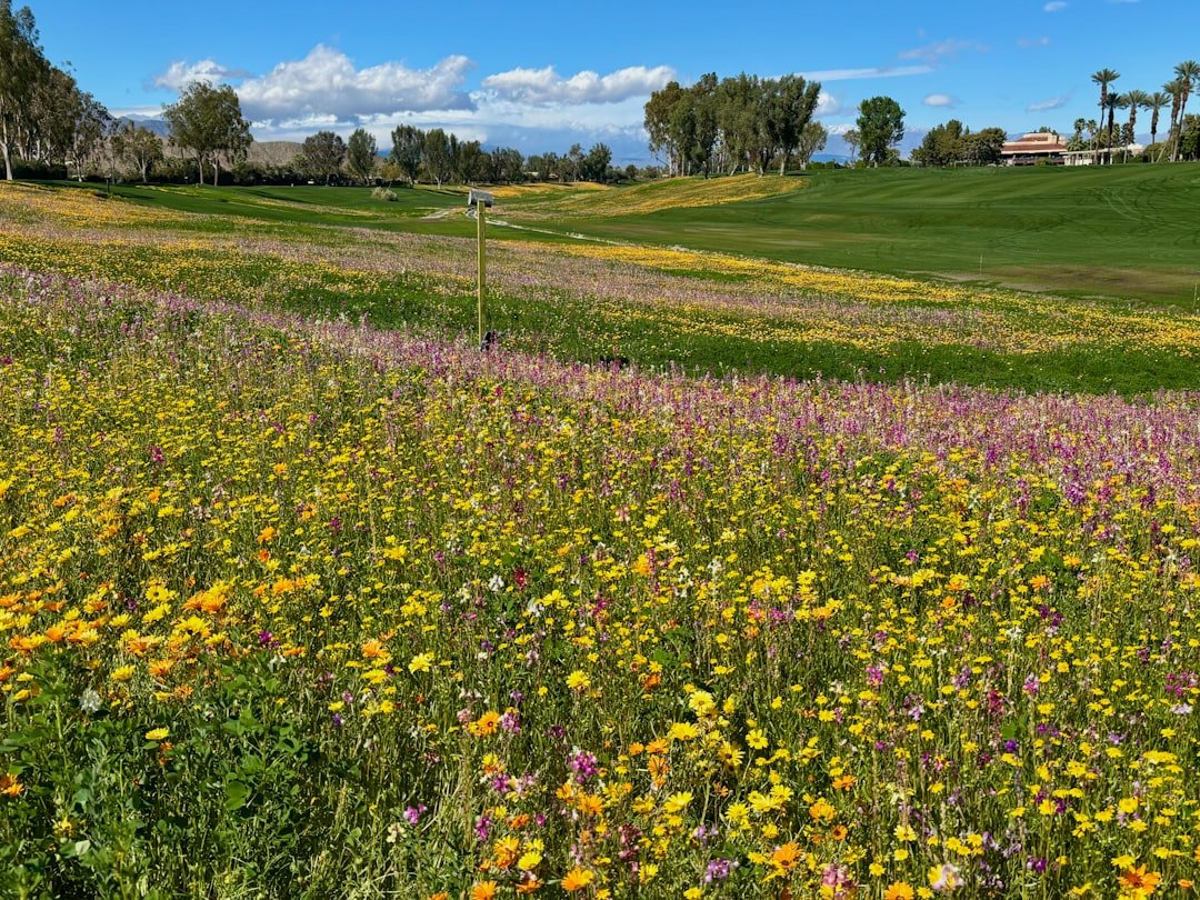 Desert wildflower landscape at Antelope Valley showing orange poppies mixed with purple lupine and yellow goldfields