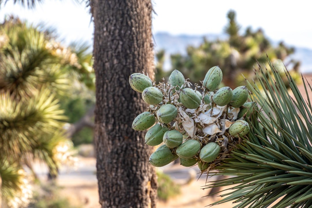 Yucca Valley California high desert scene with vintage architecture and mountains