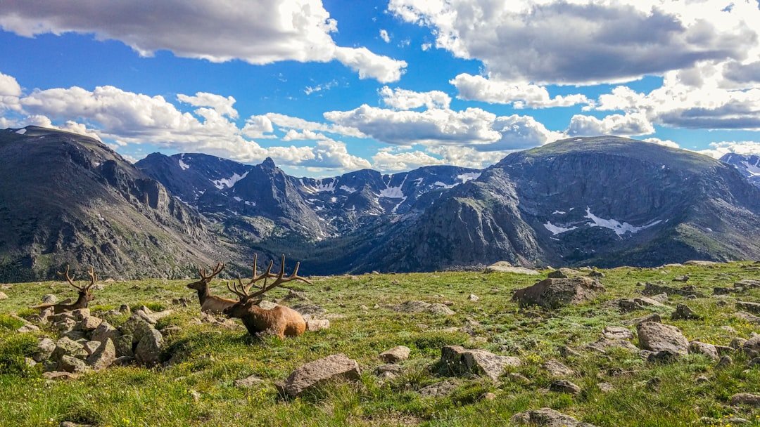 Rocky mountains elk meadow snow