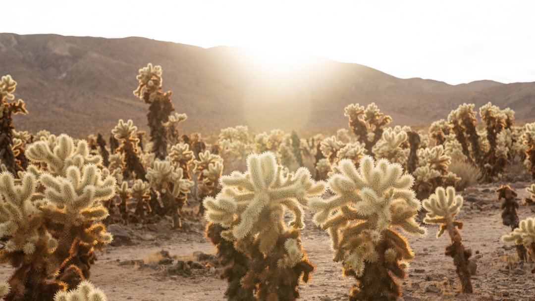 Joshua Tree landscape with wildflowers