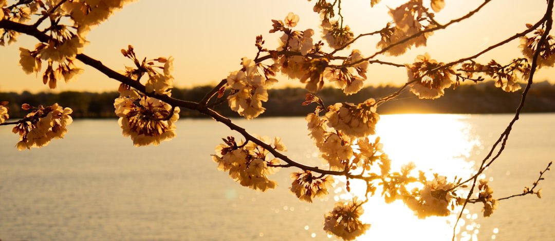 Cherry blossoms at sunrise reflecting on Tidal Basin water
