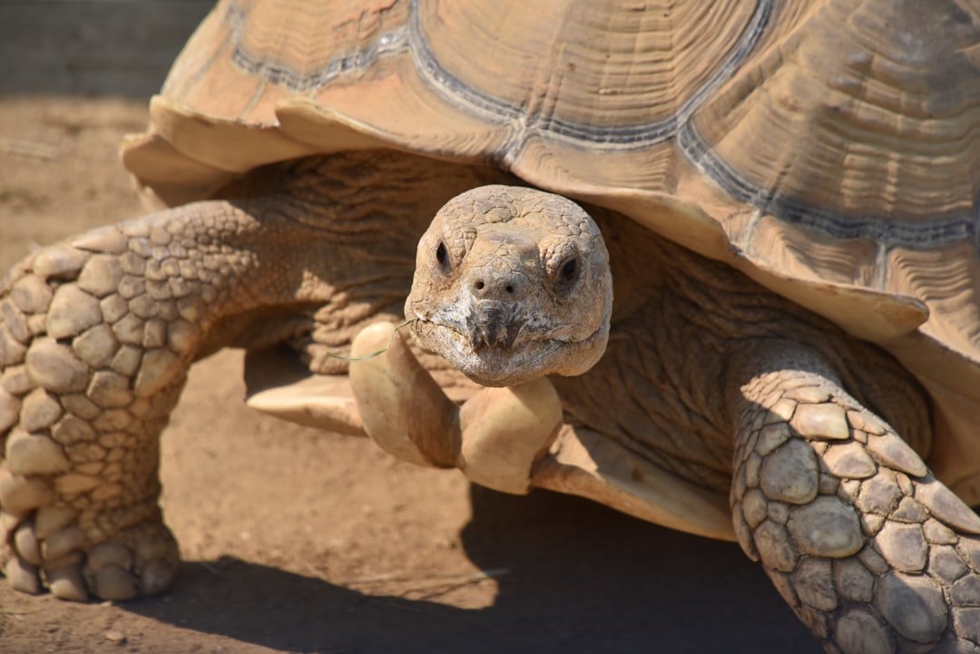 Desert tortoise in natural habitat