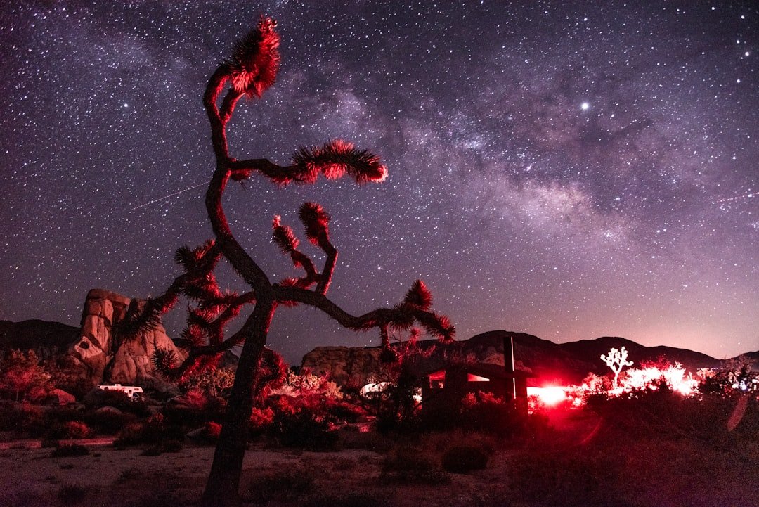Joshua Tree silhouette against starry night sky