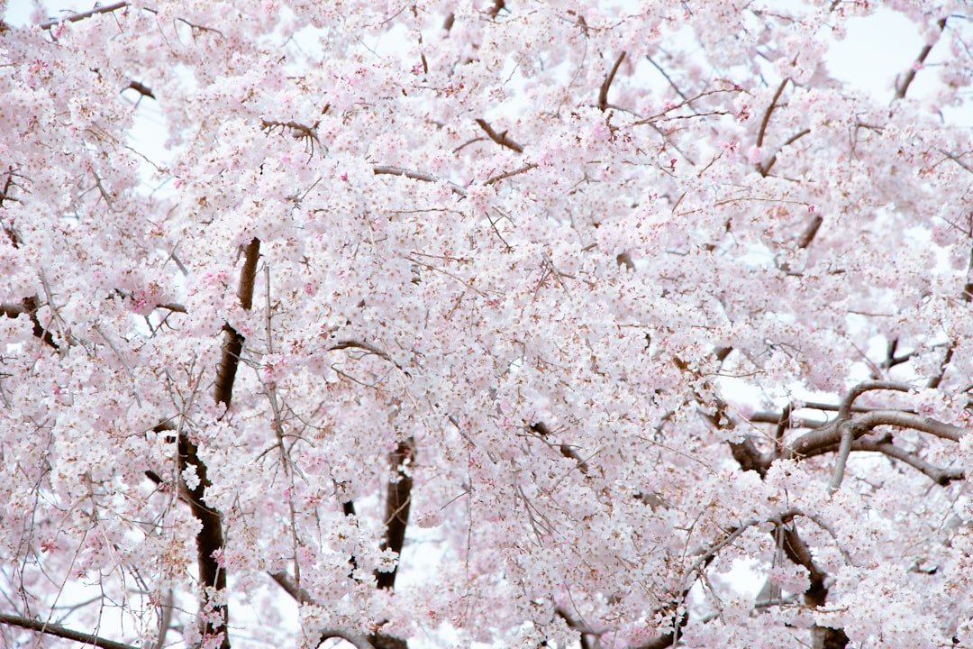 Jefferson Memorial framed by cherry blossoms