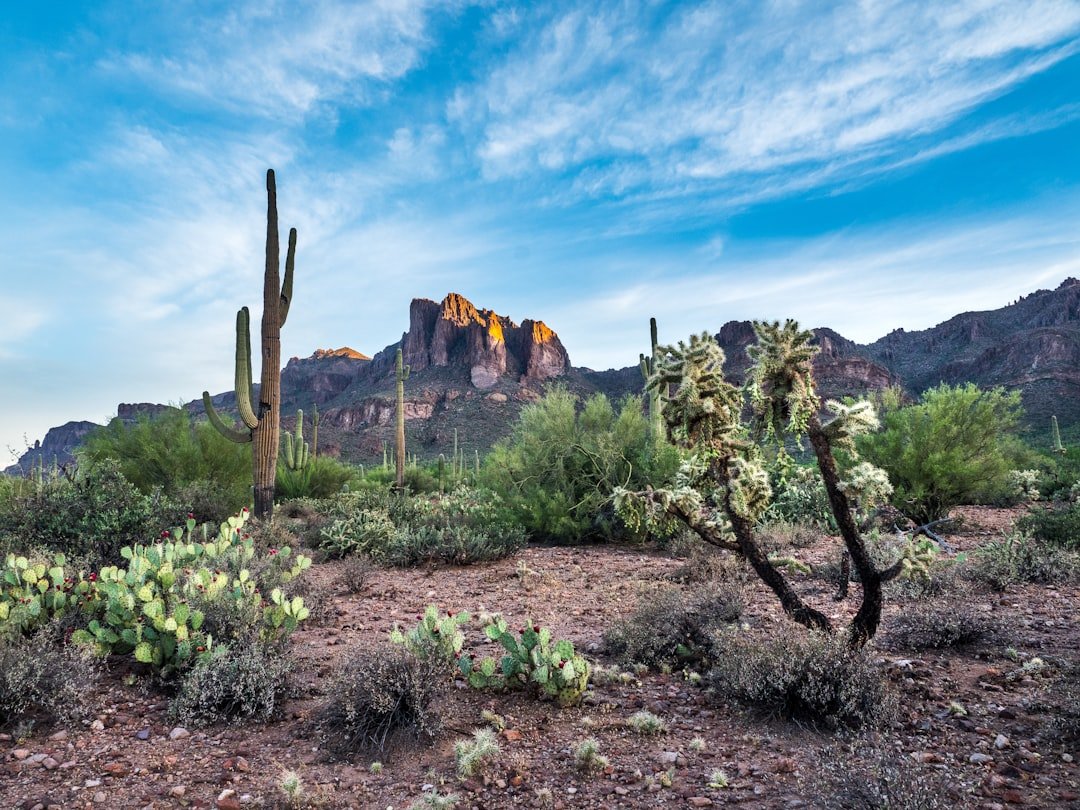Saguaro cactus Arizona desert landscape