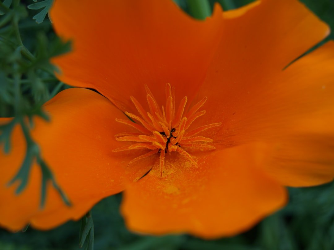 Close-up of California poppy showing delicate orange petals and flower detail with shallow depth of field