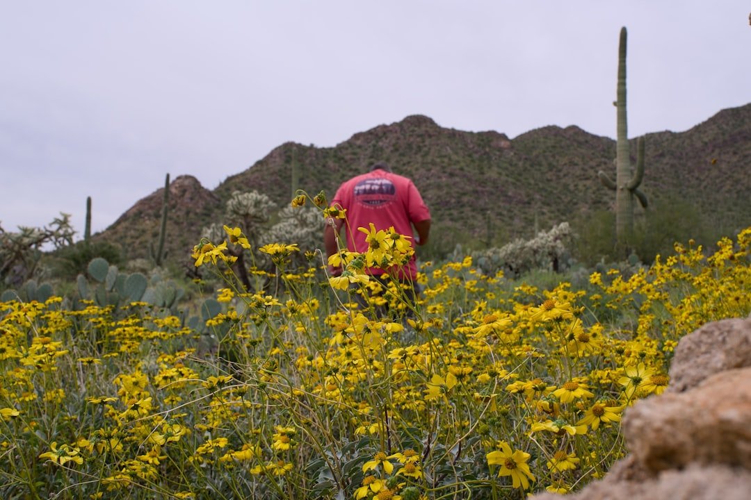 Arizona desert wildflowers spring bloom