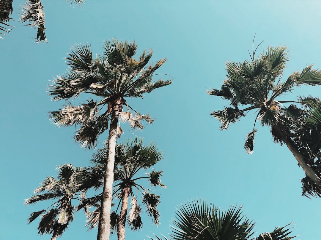 South Padre Island Texas beach with palm trees