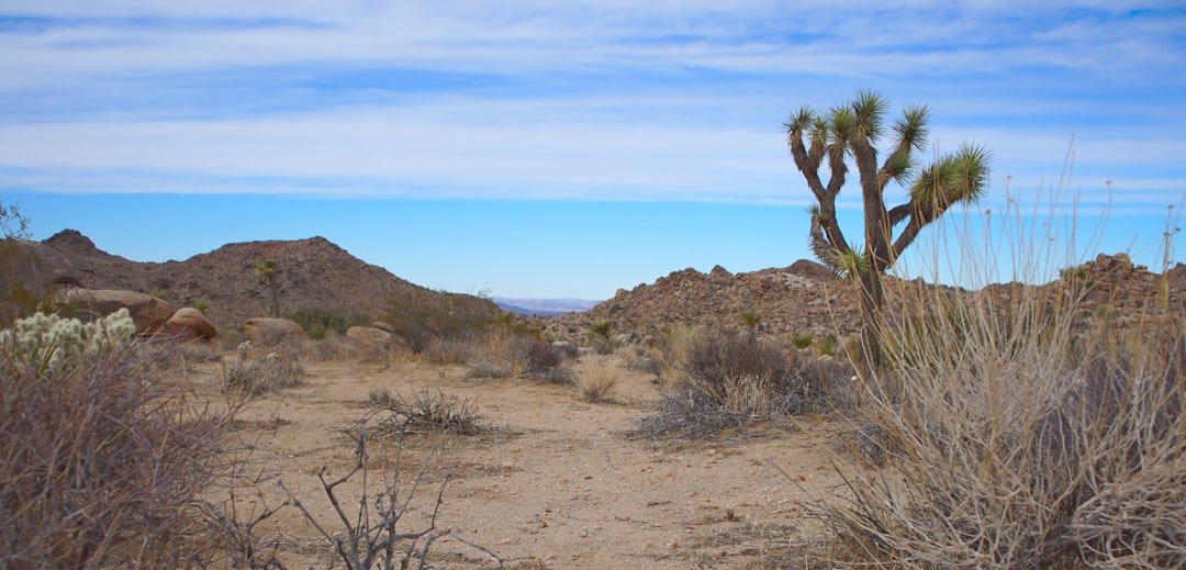 Joshua Tree desert landscape near Twentynine Palms with iconic rock formations