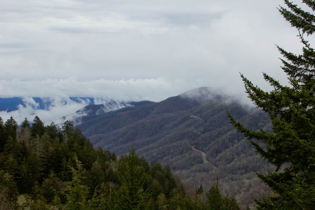 Great Smoky Mountains forest spring