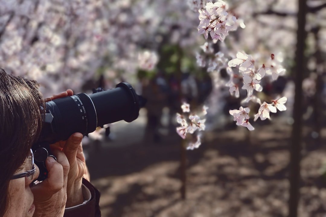 Visitors photographing cherry blossoms