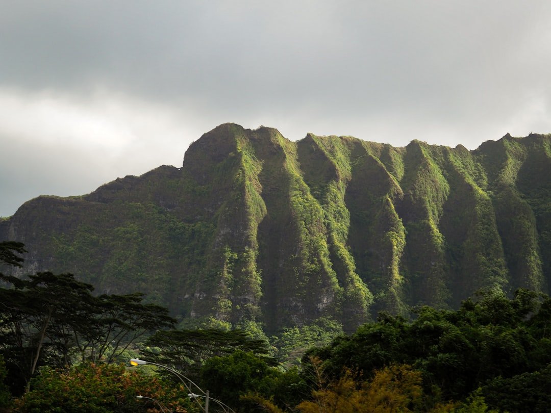 Hawaii tropical rainforest lush green