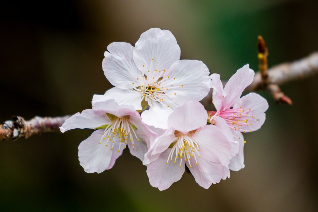 Close up detail of cherry blossoms