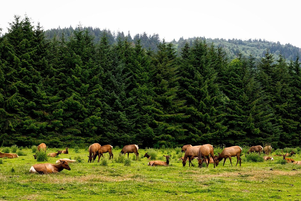 Roosevelt elk in Olympic National Park rainforest