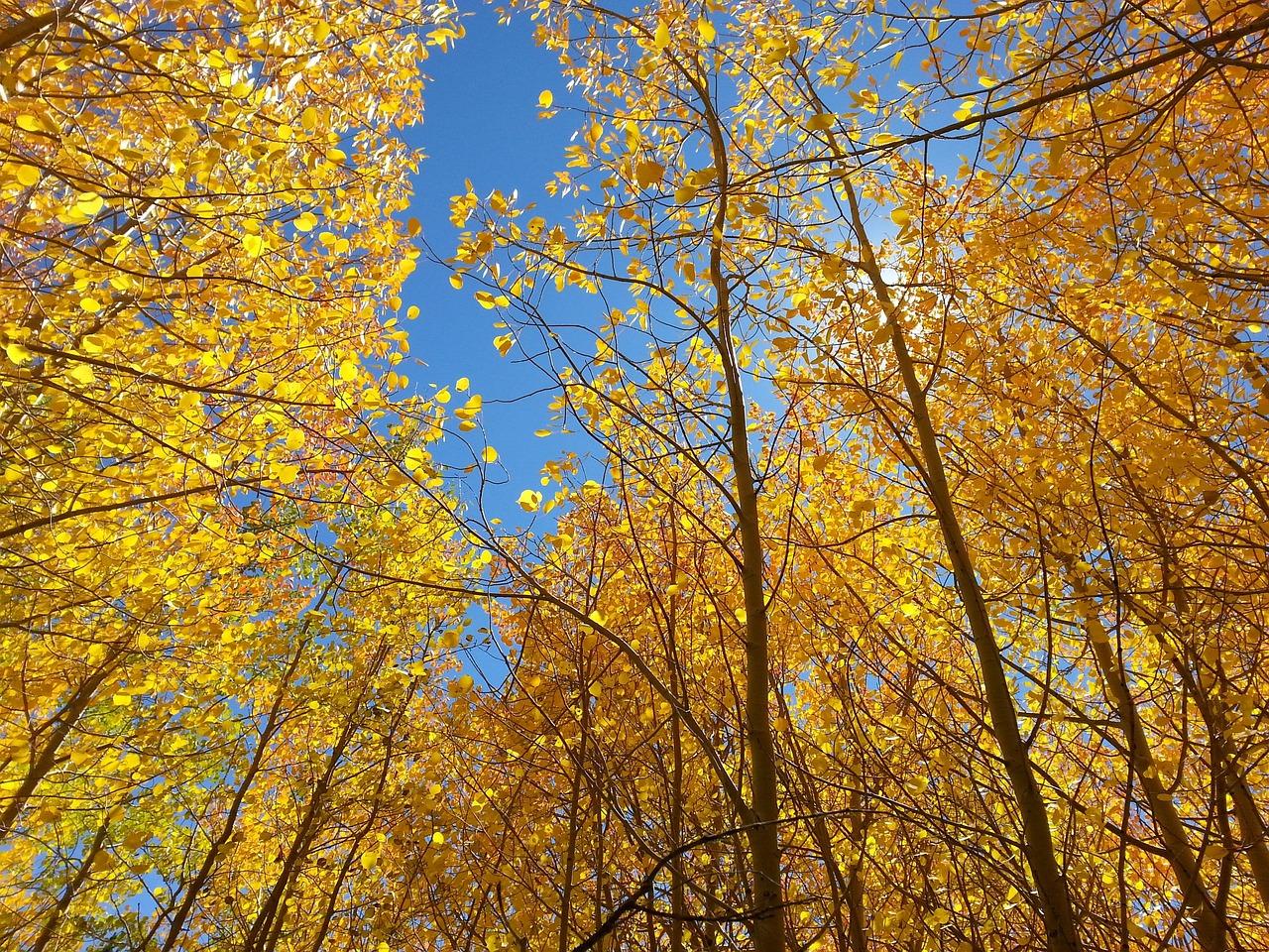 Fall colors along Beartooth Highway with golden aspens