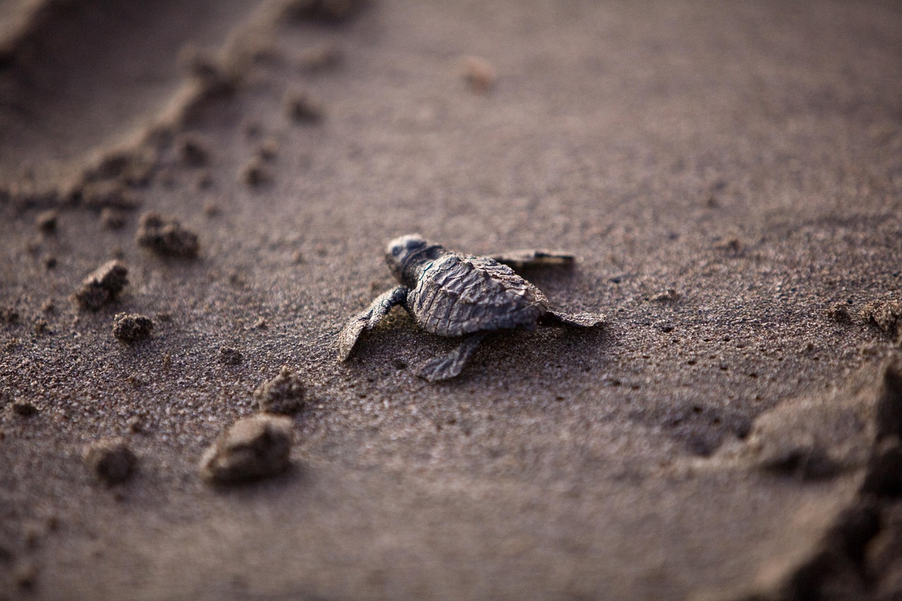 Sea turtle hatchling heading to ocean