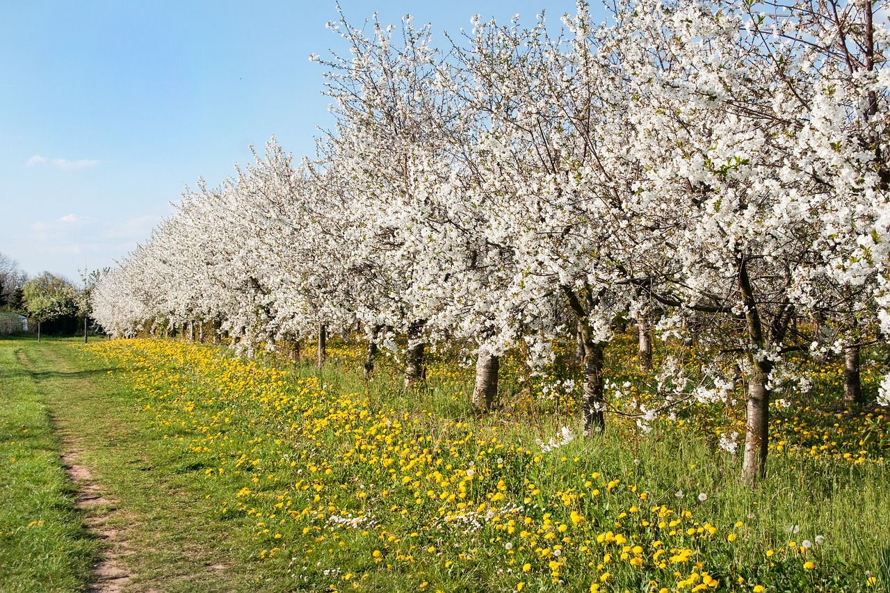 Cherry orchard spring trees in bloom