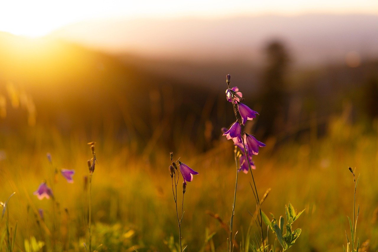 Texas wildflower field at sunrise with golden light