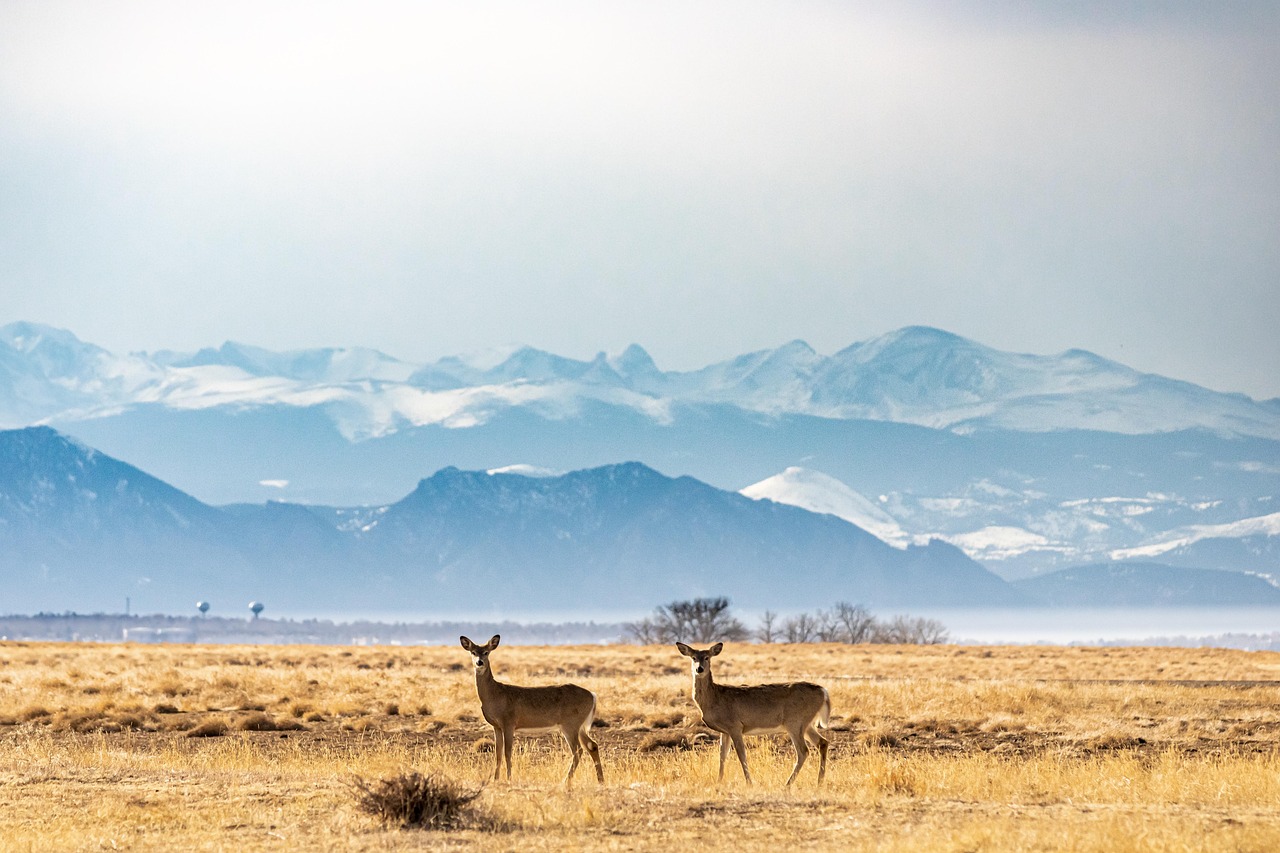 Elk calf standing in mountain meadow