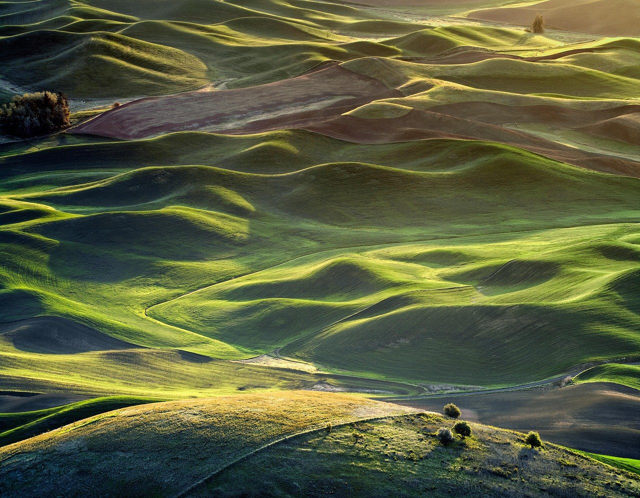 Pacific Northwest rainforest with moss-covered trees