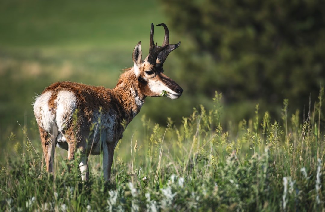 Pronghorn antelope grazing in South Dakota grasslands with spring wildflowers