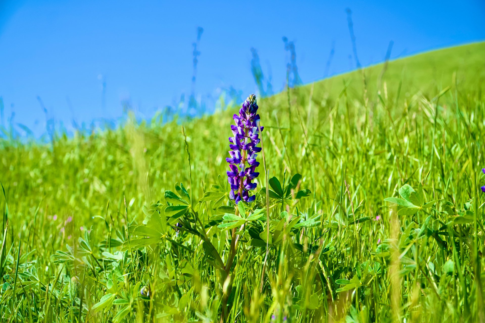 Spring wildflowers in California