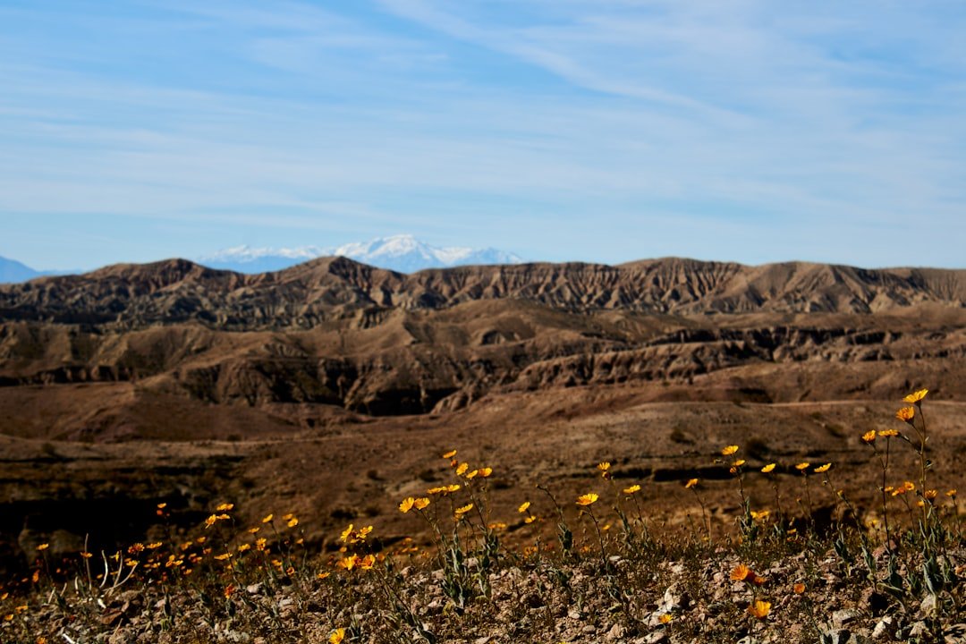 Southwest desert canyon landscape with spring vegetation