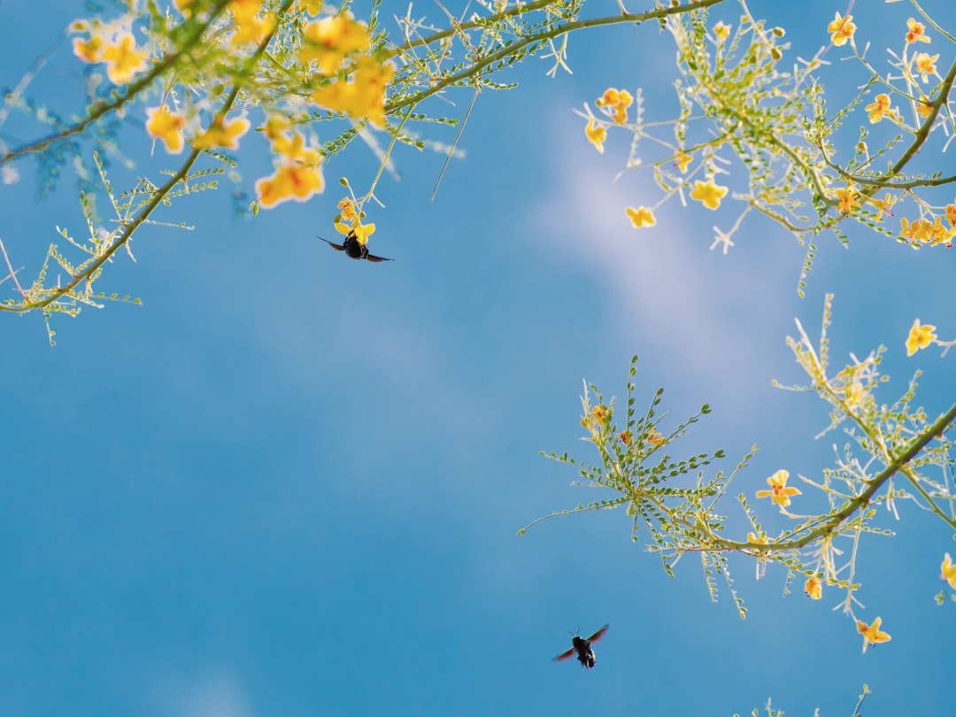 Yellow desert flowers blooming in rocky landscape