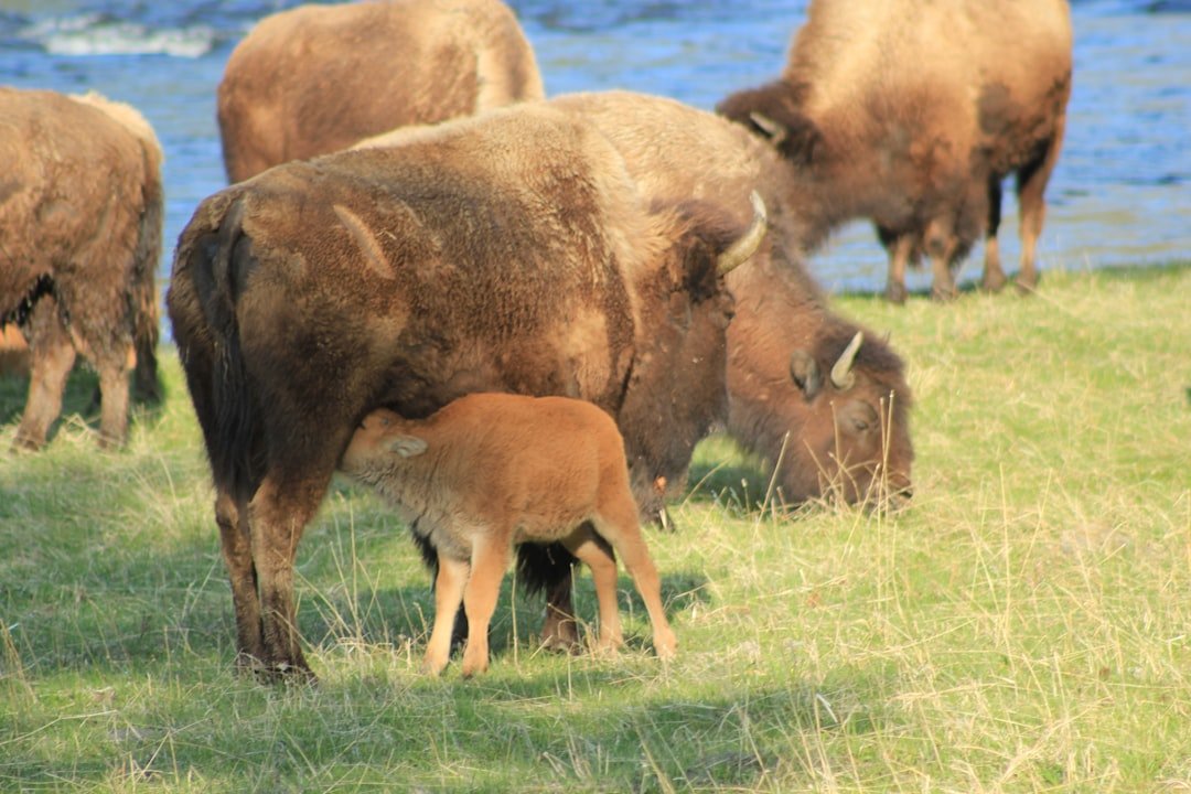 American bison herd with calves grazing in spring grasslands of Custer State Park