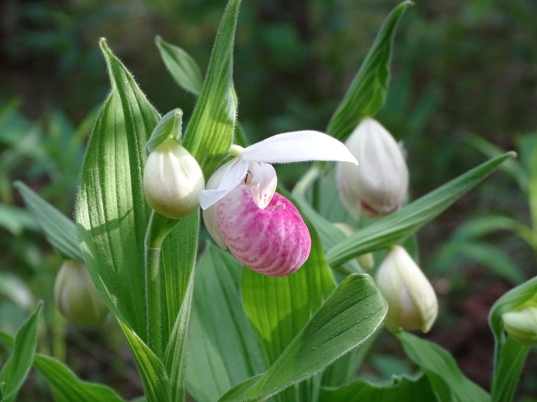 Lady slipper orchid flower