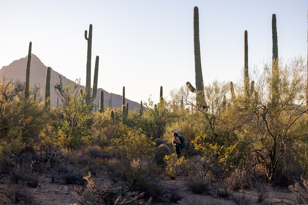 Photographer capturing desert landscape with camera during wildflower season