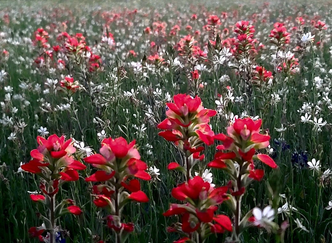Spring wildflowers including Indian paintbrush in vibrant colors
