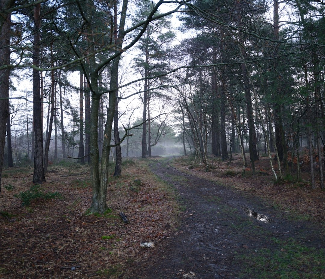Forest trail hiking through autumn trees