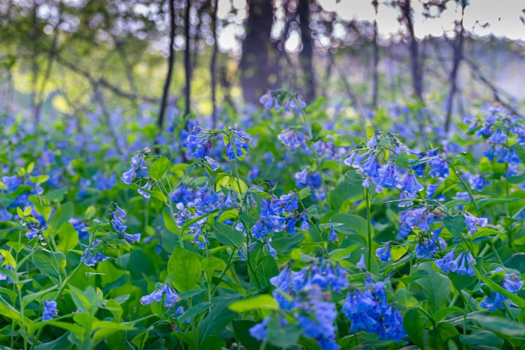 Spring wildflower forest floor