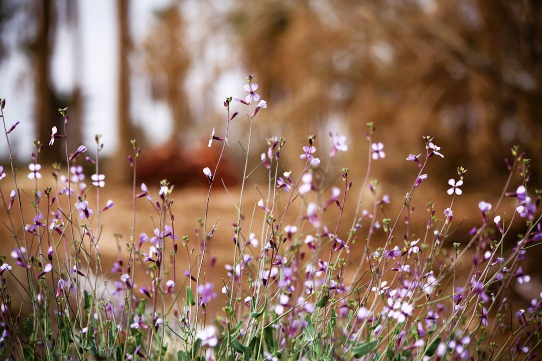 Purple wildflowers covering desert landscape with mountains