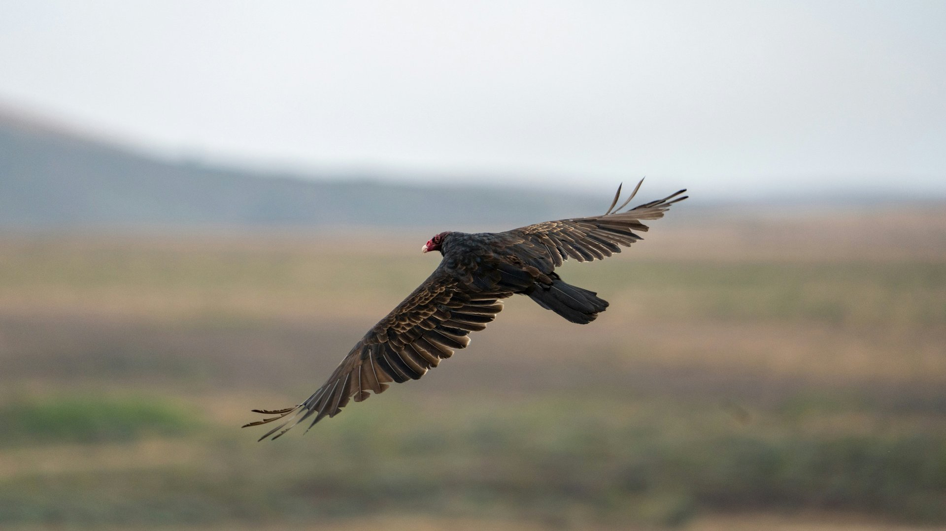 California condor flying above Pinnacles National Park