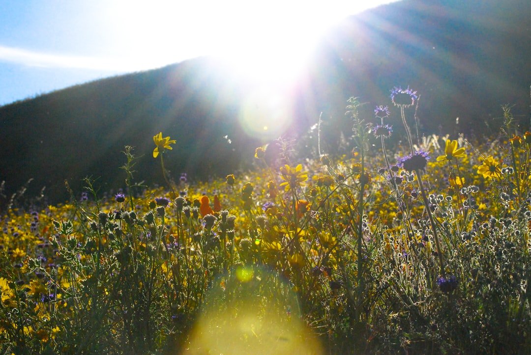 Desert valley floor covered in blooming flowers
